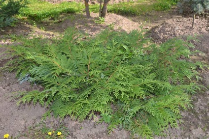 Thuja plantare și de îngrijire