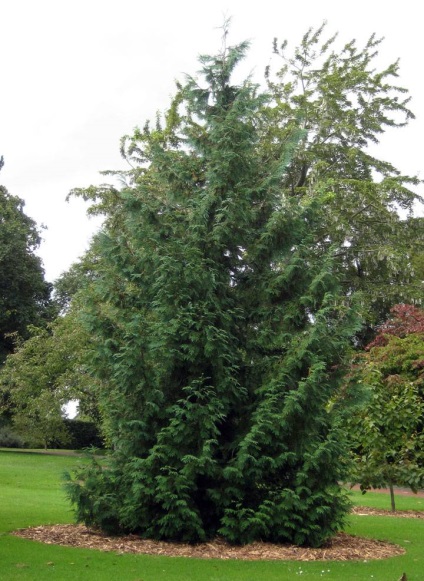 Thuja plantare și de îngrijire