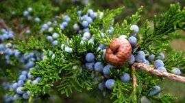 Thuja ültetés és gondozás (Thuja ültetés és ápolás) Thuja ültetés és gondozás