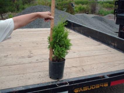 Thuja plantare și de îngrijire