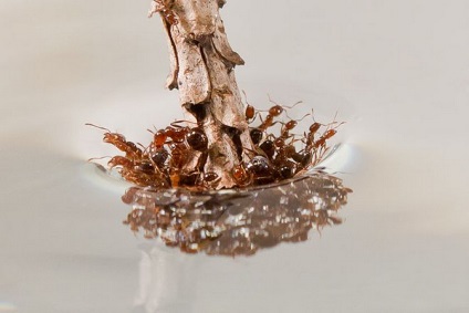 A tudósok felfedezni, miért hangyák nem fulladjon az árvíz - Liga hírek