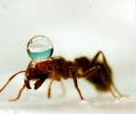 A tudósok felfedezni, miért hangyák nem fulladjon az árvíz - Liga hírek