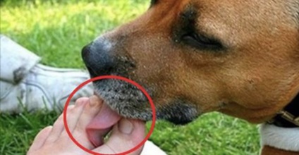 Oamenii de știință au descoperit motivul comportamentului neobișnuit al animalelor dacă câinele îți linge picioarele, asta vrea ea