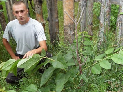 Укриття персиків та інших культур на зиму