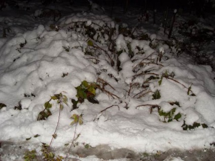 Shelter őszibarack és más növények a téli