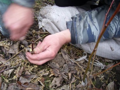 Shelter őszibarack és más növények a téli