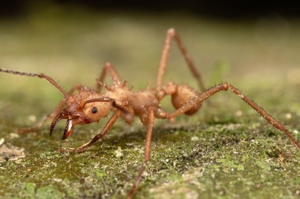 Hrănirea insectelor cum să preveniți și ce să tratăți - ulei esențial cu mușcături de insecte - rămâneți pe loc