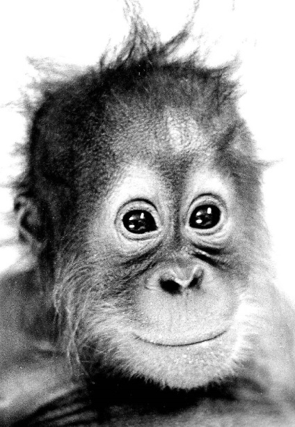 Orangutanul uluitor care a reușit să facă și ca cea mai inteligentă maimuță din lume a spus - viața în Ucraina