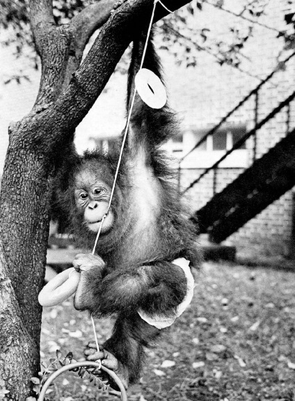Okos orángután, amely képes volt csinálni, és hogyan kell mondani, a legokosabb majom a világon - életét Ukrajnában