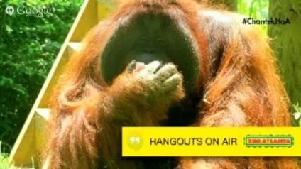 Orangutanul uluitor care a reușit să facă și ca cea mai inteligentă maimuță din lume a spus - viața în Ucraina