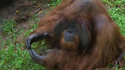 Orangutanul uluitor care a reușit să facă și ca cea mai inteligentă maimuță din lume a spus - viața în Ucraina