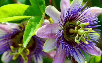 Vita unică de passionflower (fotografie) frumusețe, beneficii, delicatese