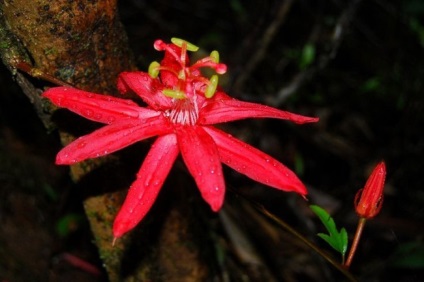 Vita unică de passionflower (fotografie) frumusețe, beneficii, delicatese