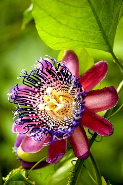 Vita unică de passionflower (fotografie) frumusețe, beneficii, delicatese