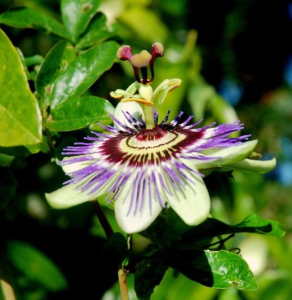 Vita unică de passionflower (fotografie) frumusețe, beneficii, delicatese