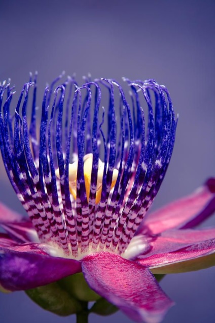 Vita unică de passionflower (fotografie) frumusețe, beneficii, delicatese