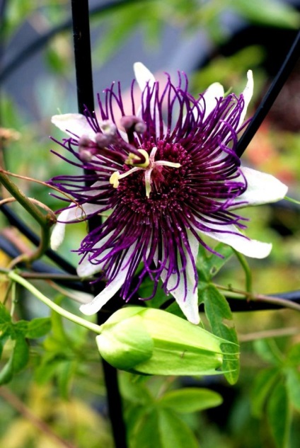 Vita unică de passionflower (fotografie) frumusețe, beneficii, delicatese