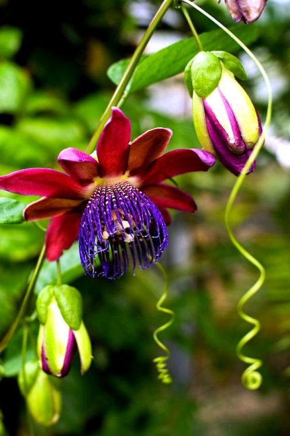 Vita unică de passionflower (fotografie) frumusețe, beneficii, delicatese