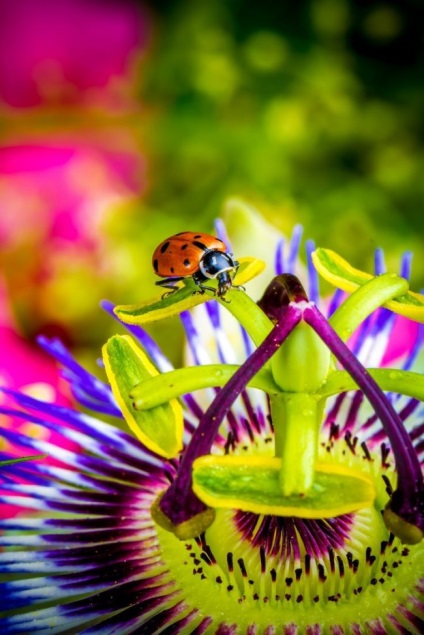 Vita unică de passionflower (fotografie) frumusețe, beneficii, delicatese