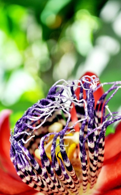 Vita unică de passionflower (fotografie) frumusețe, beneficii, delicatese