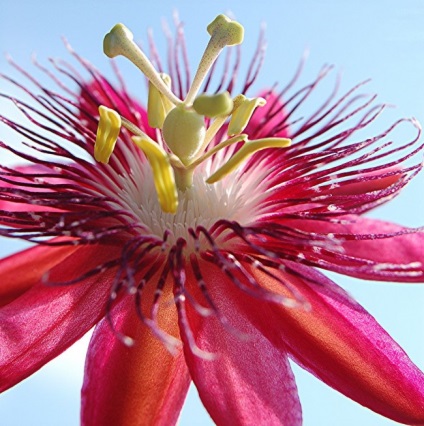 Vita unică de passionflower (fotografie) frumusețe, beneficii, delicatese