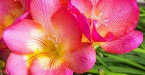 Vita unică de passionflower (fotografie) frumusețe, beneficii, delicatese