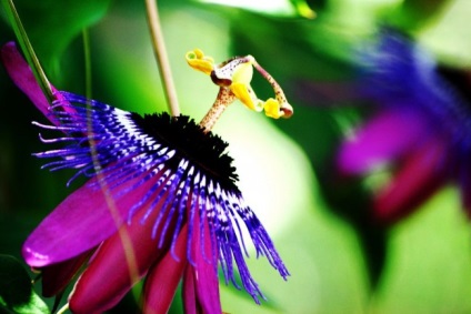 Vita unică de passionflower (fotografie) frumusețe, beneficii, delicatese