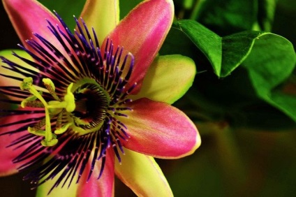 Egyedi golgotavirág szőlő (fotó) szépség, jó, finom (Passiflora) Egyedi golgotavirág szőlő (fotó) szépség, jó, finom