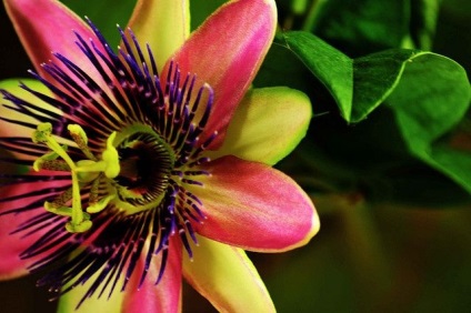 Vita unică de passionflower (fotografie) frumusețe, beneficii, delicatese