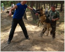 Servicii de formare de cnolog de școală de educație de formare de un club de consiliere de câine cost de un preț kiev irpen