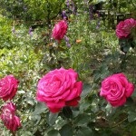 A cserepes rózsa Care