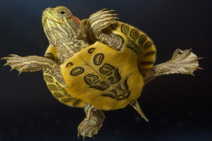 Догляд за панциром черепахи