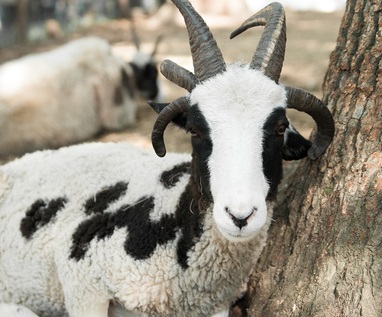 Welsh goat cu părul negru