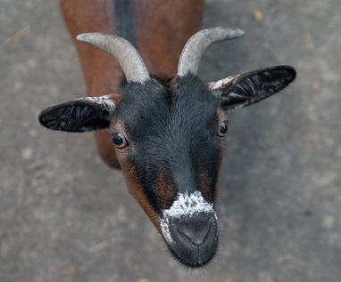 Welsh fekete nyakú kecske