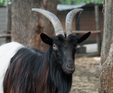 Welsh goat cu părul negru