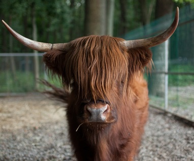 Welsh goat cu părul negru