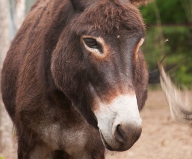 Welsh goat cu părul negru