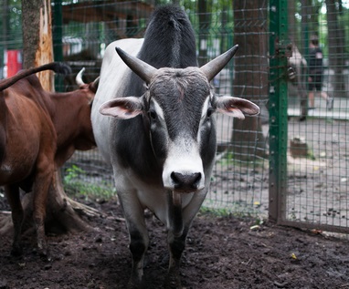 Welsh goat cu părul negru