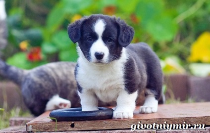 Cardigan Welsh Corgi dog