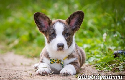 Welsh doggy cardigan