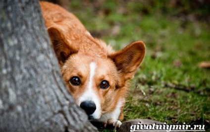 Cardigan Welsh Corgi dog