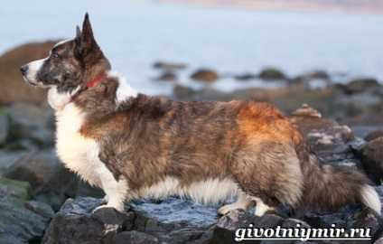 Welsh corgi cardigan