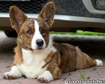 Cardigan Welsh Corgi dog