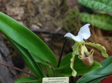 Pantoful Venus sau pafiopedilum - un alt tip unic de orhidee