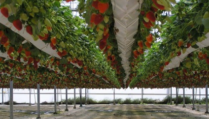 Вибір етажерки для правильного вирощування полуниці
