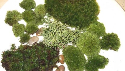 Види мохів - назви і фото, розведення в акваріумі