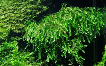 Види мохів - назви і фото, розведення в акваріумі