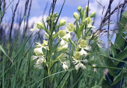 Speciile de plante pe cale de dispariție - top 10, vivareit