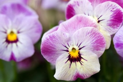 Viola plantare de îngrijire