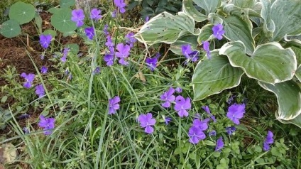 Viola plantare de îngrijire